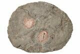 Two Colorful Kettneraspis Trilobite - Timrzit , Morocco #270569-1